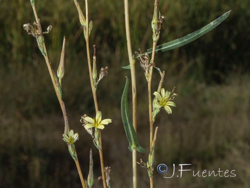 Lactuca saligna.03