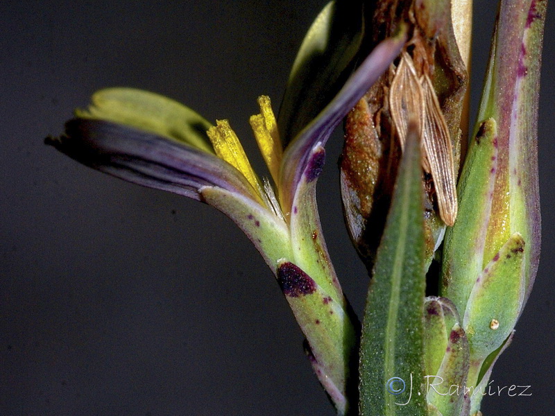 Lactuca saligna.05