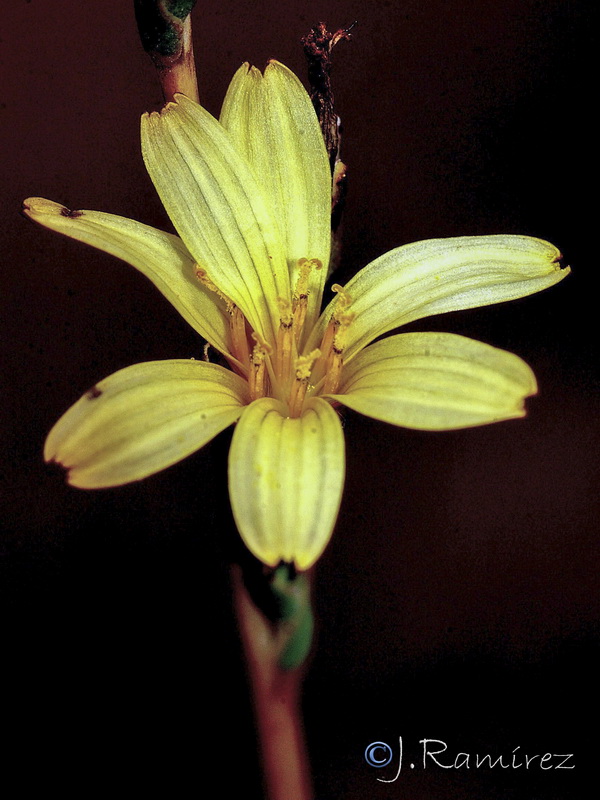 Lactuca saligna.08