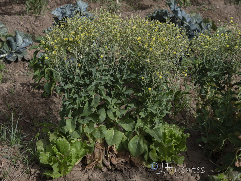 Lactuca sativa.01