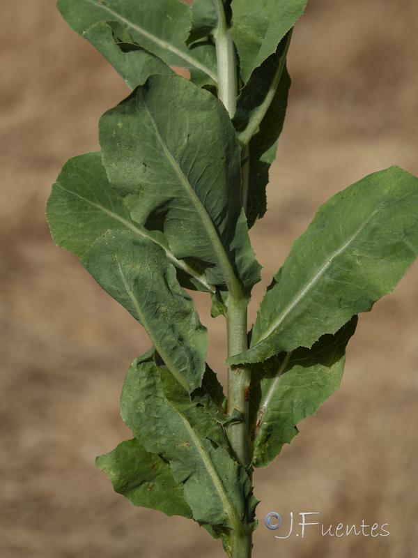 Lactuca sativa.02