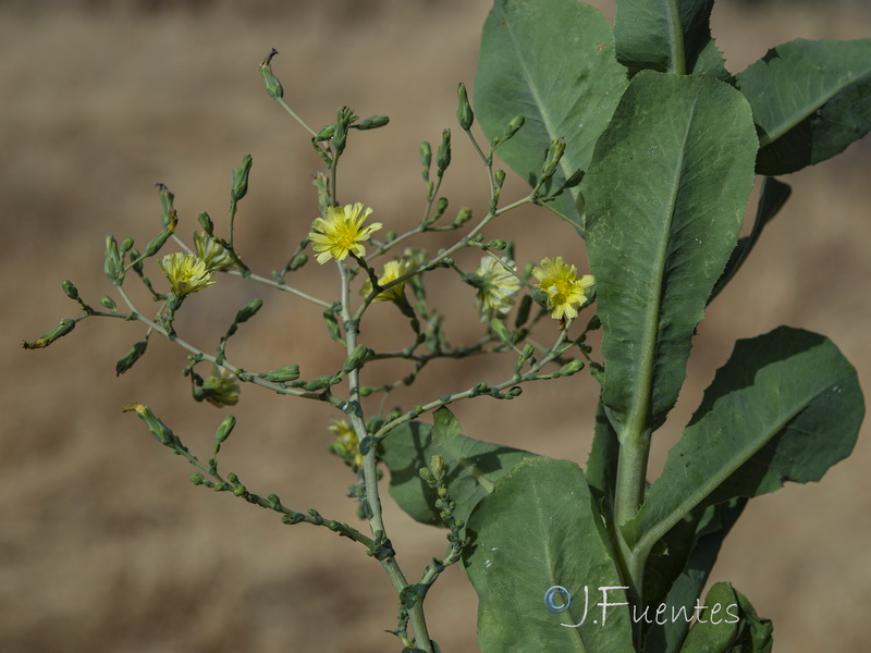 Lactuca sativa.04