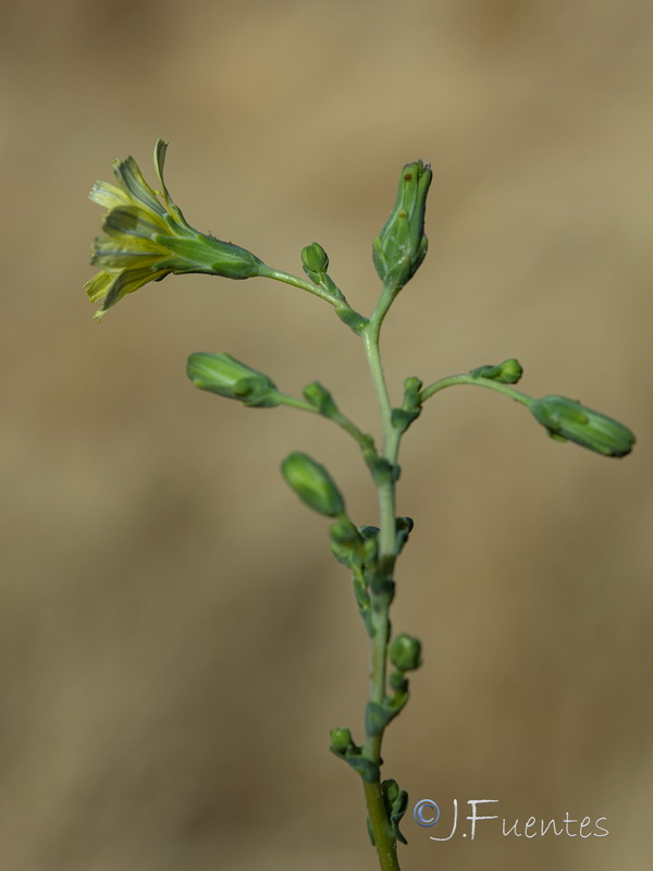 Lactuca sativa.05