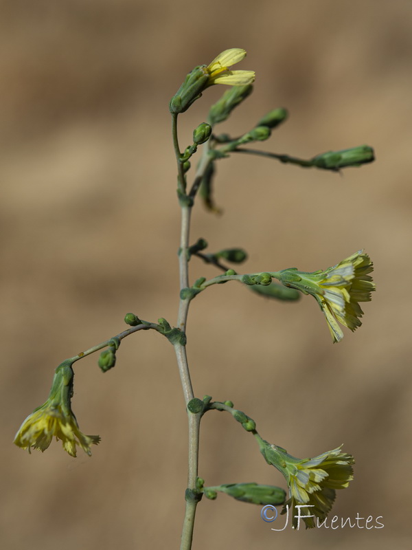 Lactuca sativa.06