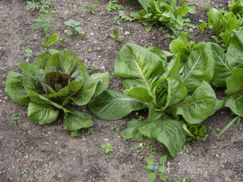Lactuca sativa.07