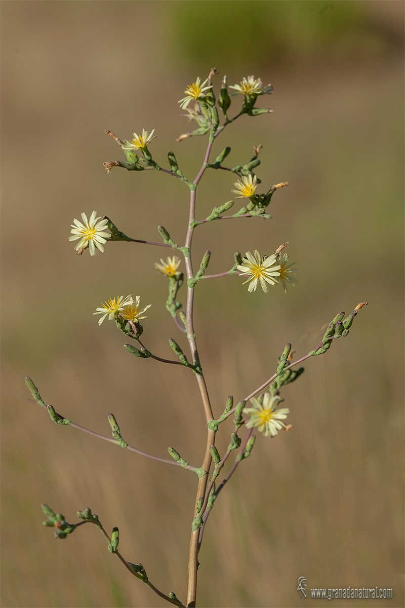 Lactuca serriola
