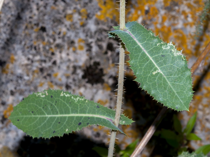 Lactuca serriola.03