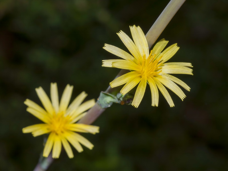 Lactuca serriola.05