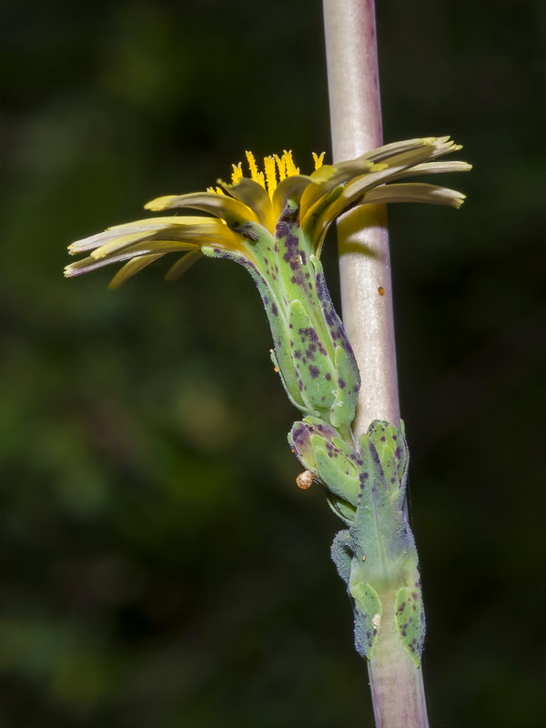 Lactuca serriola.06