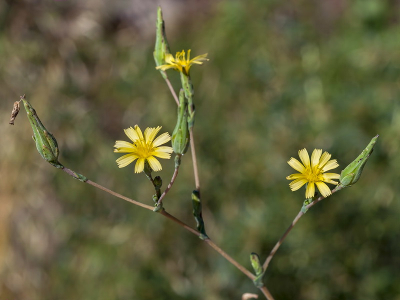 Lactuca serriola.07