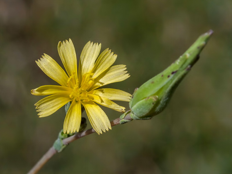 Lactuca serriola.08