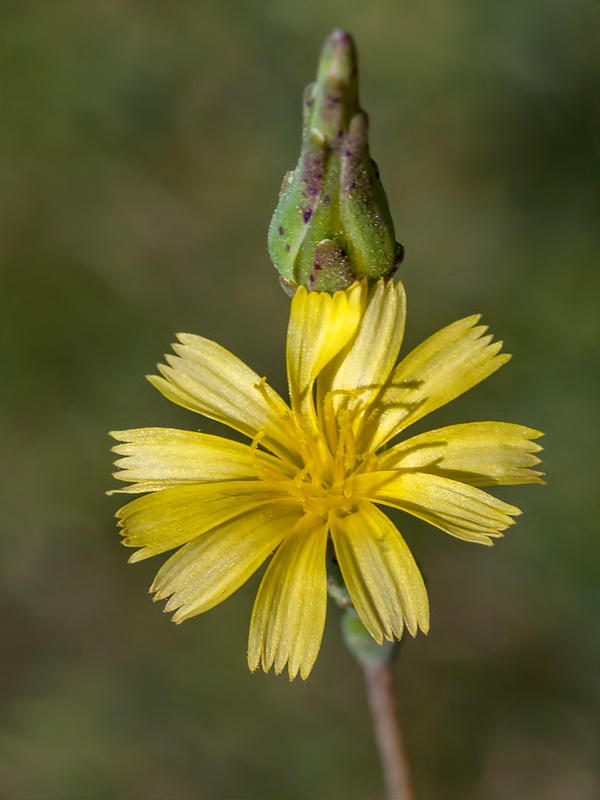 Lactuca serriola.10