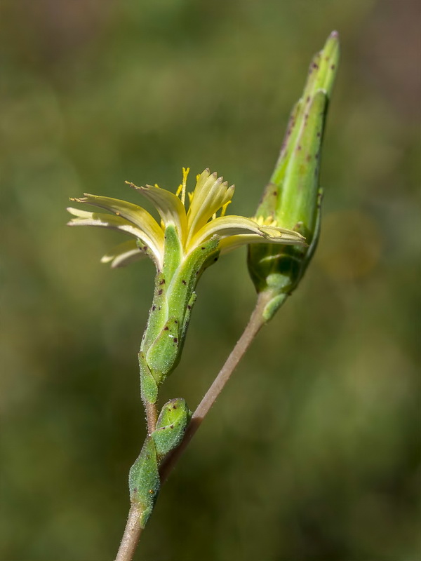 Lactuca serriola.11