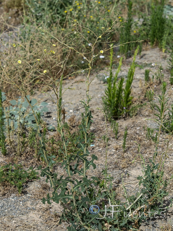 Lactuca serriola.12