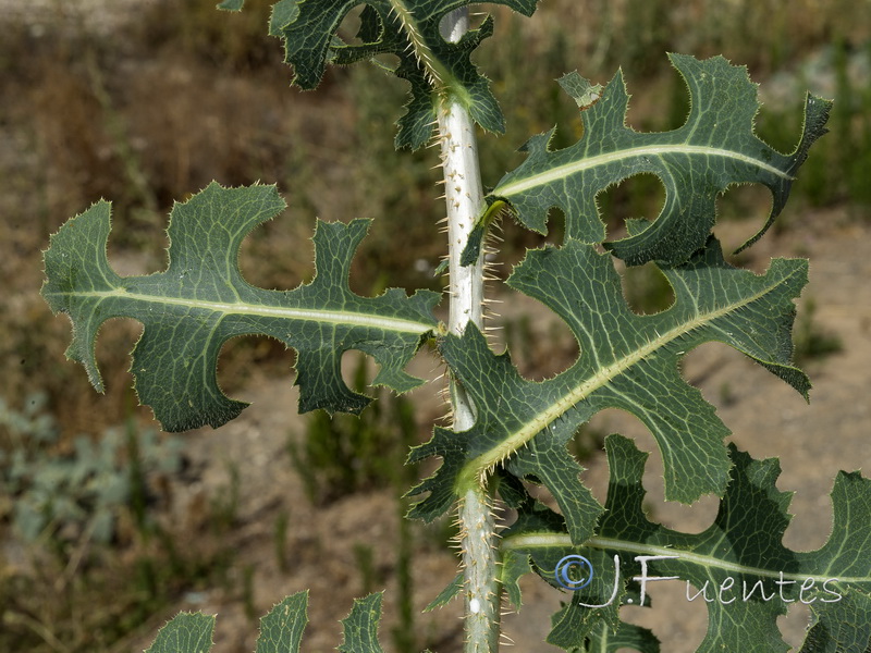 Lactuca serriola.14