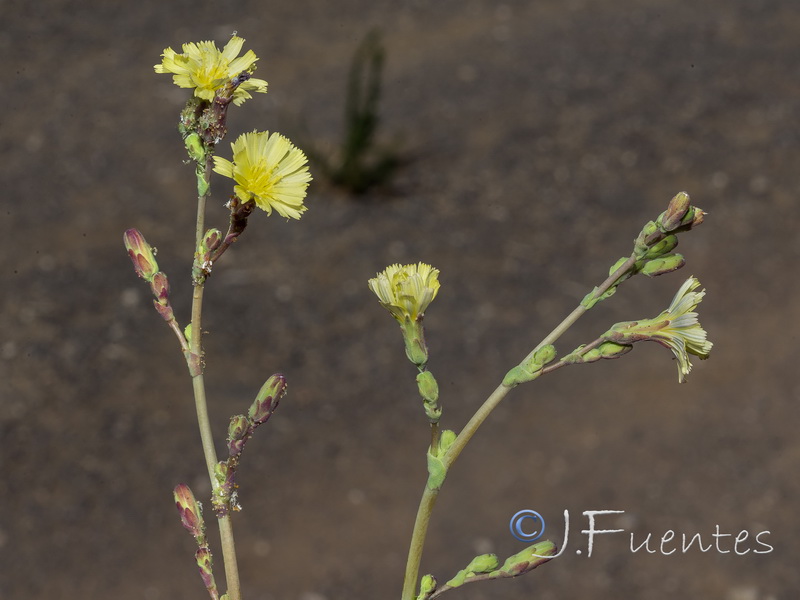 Lactuca serriola.15