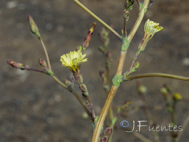 Lactuca serriola.16