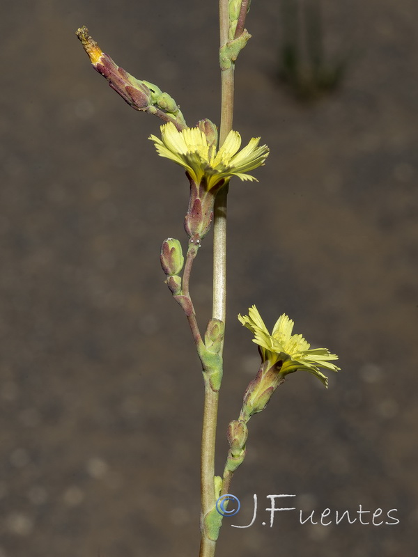 Lactuca serriola.17