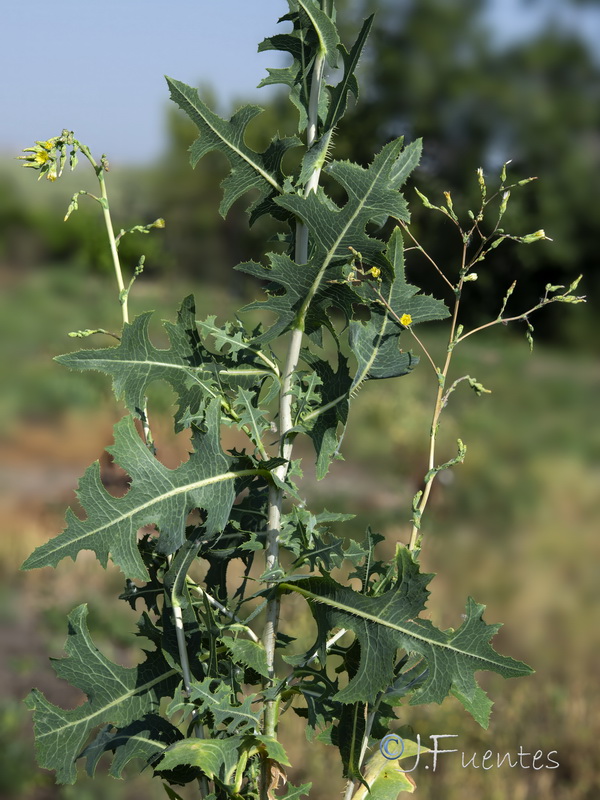 Lactuca serriola.22
