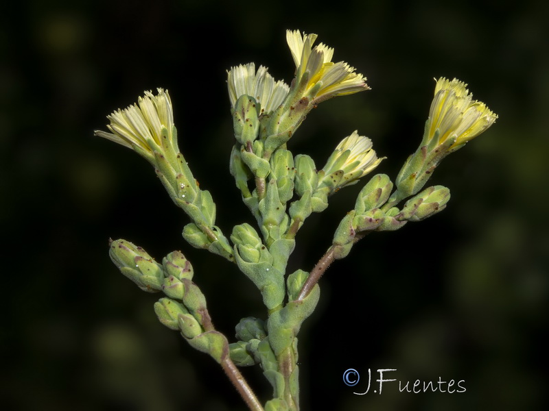 Lactuca serriola.23