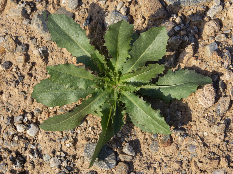 Lactuca serriola.25