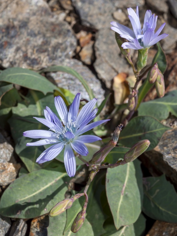 Lactuca perennis granatensis.02