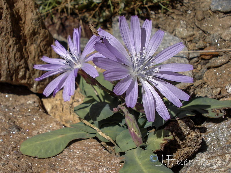 Lactuca perennis granatensis.13