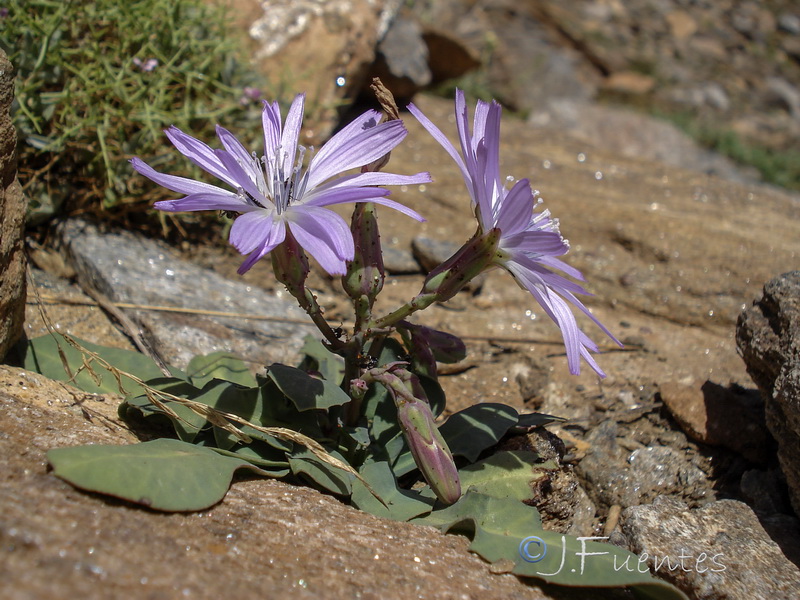 Lactuca perennis granatensis.14