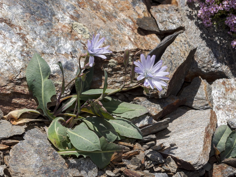 Lactuca singularis.01