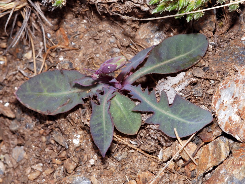 Lactuca singularis.03