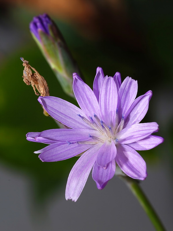 Lactuca singularis.07