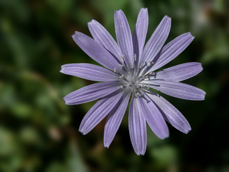 Lactuca singularis.22