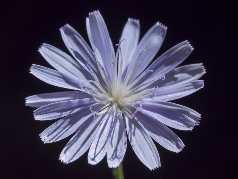 Lactuca tenerrima.07