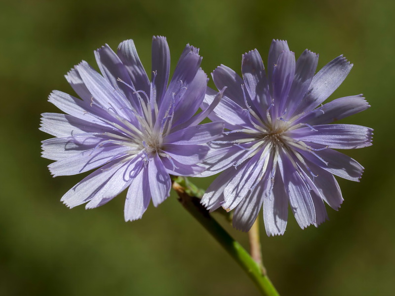 Lactuca tenerrima.10