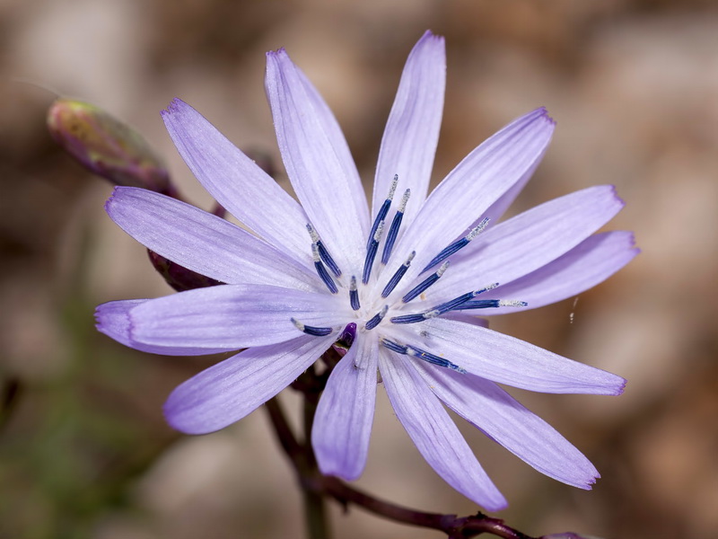 Lactuca tenerrima.11