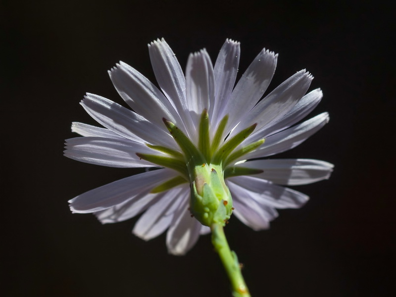 Lactuca tenerrima.14