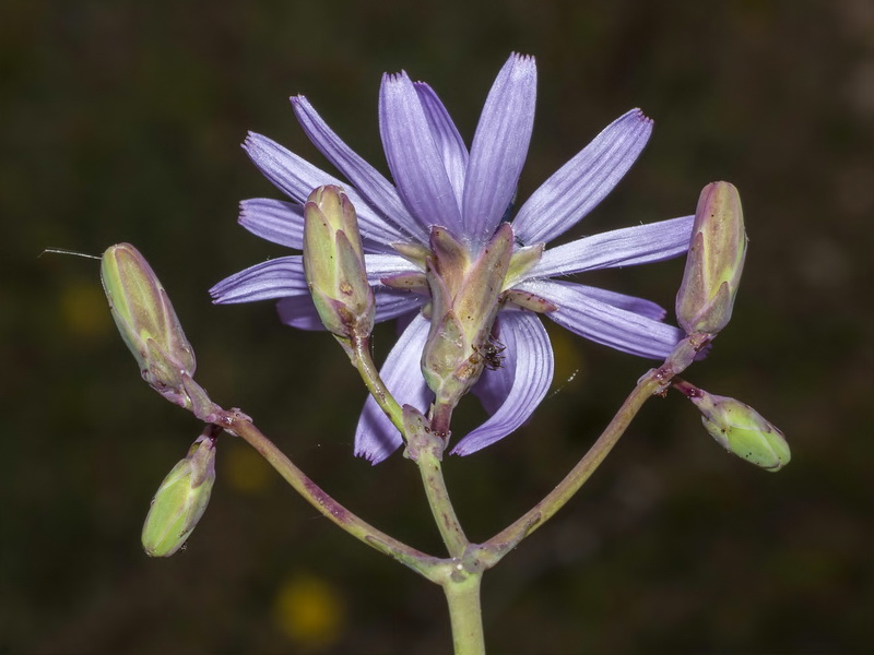 Lactuca tenerrima.16