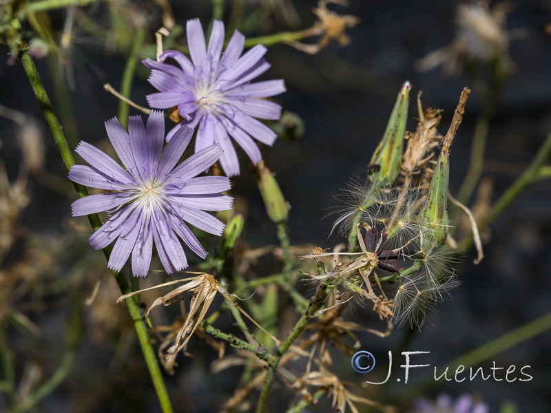 Lactuca tenerrima.19