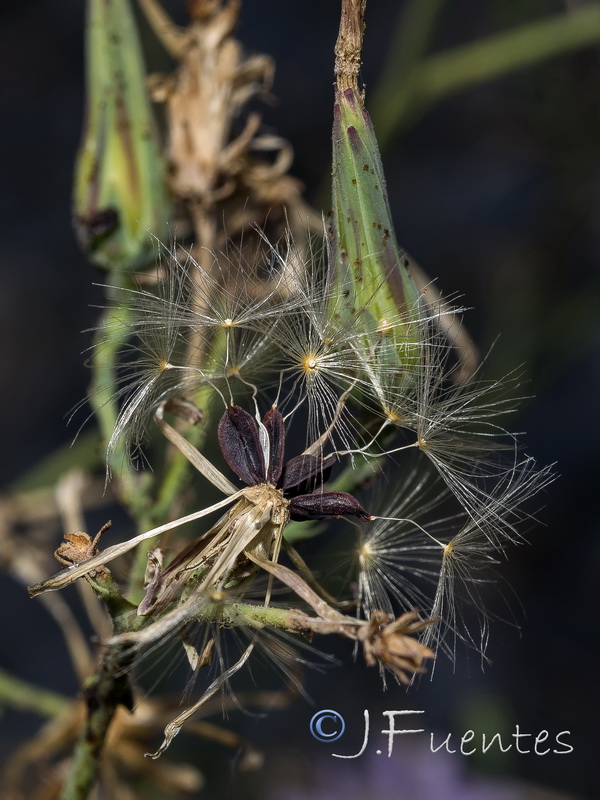 Lactuca tenerrima.20