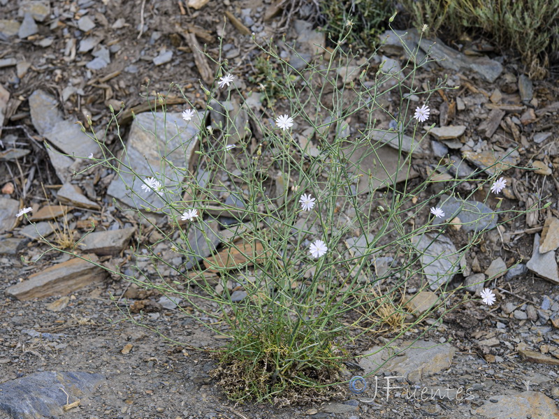 Lactuca tenerrima.21