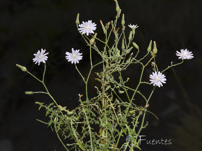 Lactuca tenerrima.23