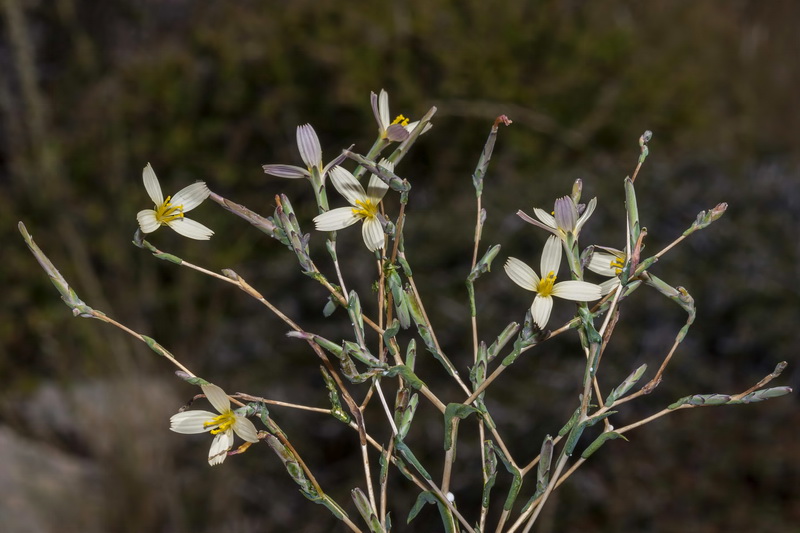Lactuca viminea.02