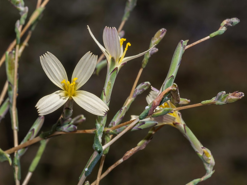 Lactuca viminea.03