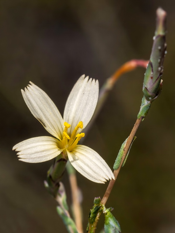 Lactuca viminea.05