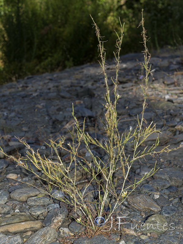 Lactuca viminea.08