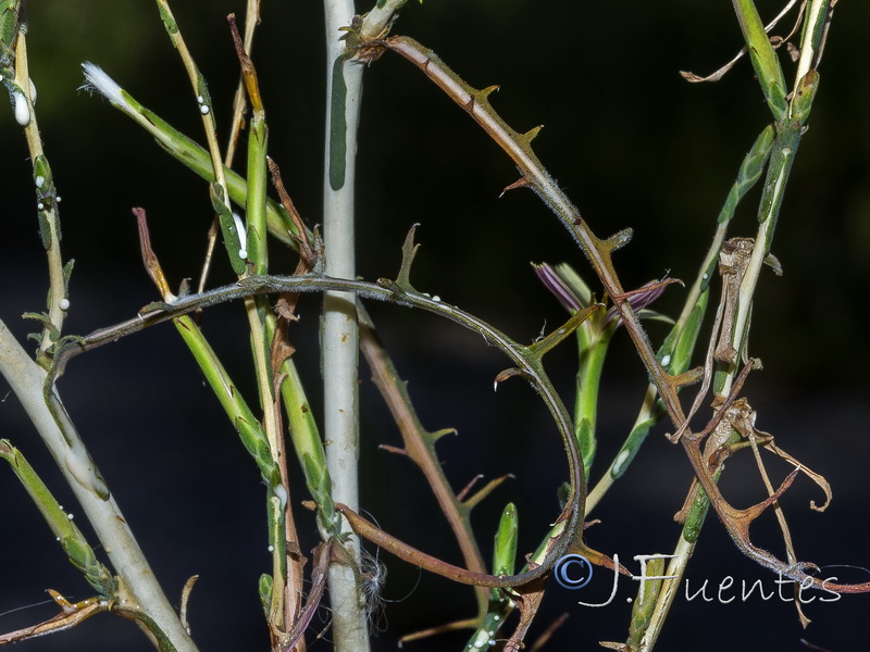 Lactuca viminea.10