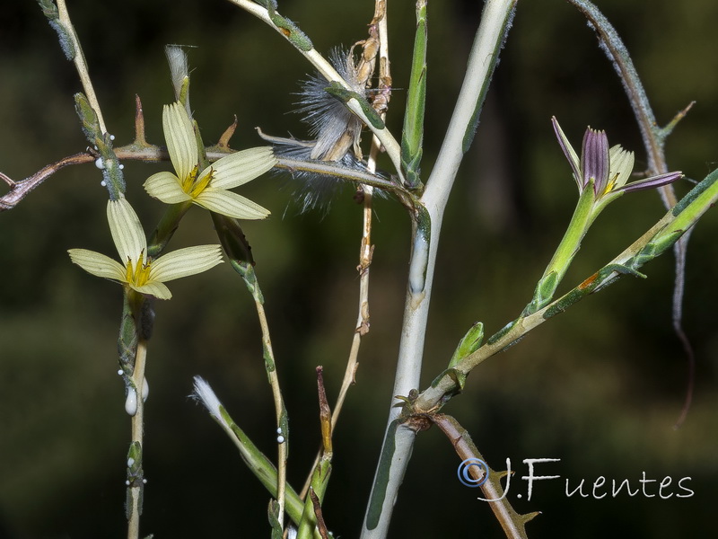 Lactuca viminea.11