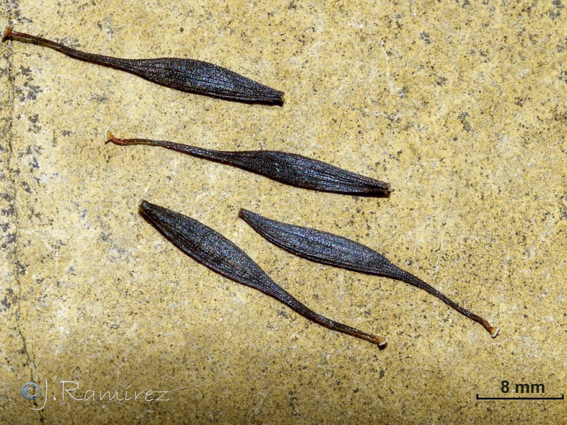 Lactuca viminea.12