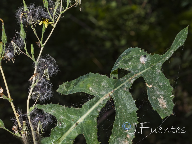 Lactuca virosa.03