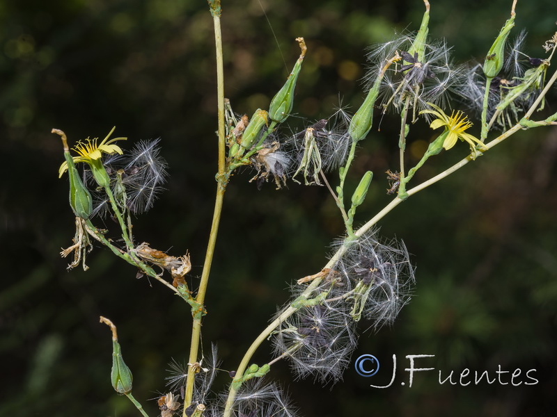 Lactuca virosa.04